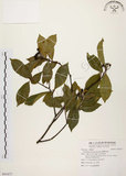中文名:臺灣石楠(S091677)學名:Pourthiaea lucida Decaisne(S091677)英文名:Taiwan Photinia