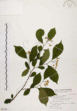 中文名:臺灣石楠(S092188)學名:Pourthiaea lucida Decaisne(S092188)英文名:Taiwan Photinia