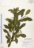 中文名:臺灣石楠(S092744)學名:Pourthiaea lucida Decaisne(S092744)英文名:Taiwan Photinia