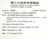 中文名:臺灣石楠(S095568)學名:Pourthiaea lucida Decaisne(S095568)英文名:Taiwan Photinia