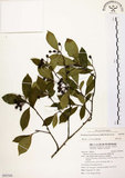 中文名:臺灣石楠(S095568)學名:Pourthiaea lucida Decaisne(S095568)英文名:Taiwan Photinia