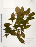 中文名:臺灣石楠(S096591)學名:Pourthiaea lucida Decaisne(S096591)英文名:Taiwan Photinia