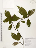 中文名:臺灣石楠(S099230)學名:Pourthiaea lucida Decaisne(S099230)英文名:Taiwan Photinia