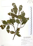 中文名:臺灣石楠(S100422)學名:Pourthiaea lucida Decaisne(S100422)英文名:Taiwan Photinia