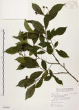 中文名:臺灣石楠(S108565)學名:Pourthiaea lucida Decaisne(S108565)英文名:Taiwan Photinia