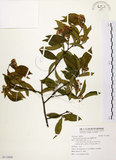 中文名:臺灣石楠(S113009)學名:Pourthiaea lucida Decaisne(S113009)英文名:Taiwan Photinia