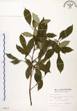 中文名:石苓舅(S006512)學名:Glycosmis citrifolia (Willd.) Lindl.(S006512)英文名:Malay Glycosmis