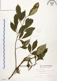 中文名:石苓舅(S006513)學名:Glycosmis citrifolia (Willd.) Lindl.(S006513)英文名:Malay Glycosmis