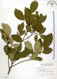 中文名:石苓舅(S006902)學名:Glycosmis citrifolia (Willd.) Lindl.(S006902)英文名:Malay Glycosmis