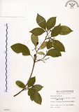 中文名:石苓舅(S006903)學名:Glycosmis citrifolia (Willd.) Lindl.(S006903)英文名:Malay Glycosmis