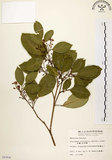 中文名:石苓舅(S006904)學名:Glycosmis citrifolia (Willd.) Lindl.(S006904)英文名:Malay Glycosmis