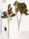 中文名:石苓舅(S007357)學名:Glycosmis citrifolia (Willd.) Lindl.(S007357)英文名:Malay Glycosmis