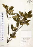 中文名:石苓舅(S007358)學名:Glycosmis citrifolia (Willd.) Lindl.(S007358)英文名:Malay Glycosmis