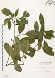中文名:石苓舅(S007933)學名:Glycosmis citrifolia (Willd.) Lindl.(S007933)英文名:Malay Glycosmis