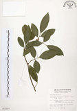 中文名:石苓舅(S012107)學名:Glycosmis citrifolia (Willd.) Lindl.(S012107)英文名:Malay Glycosmis