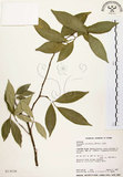 中文名:石苓舅(S013038)學名:Glycosmis citrifolia (Willd.) Lindl.(S013038)英文名:Malay Glycosmis