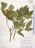 中文名:石苓舅(S016530)學名:Glycosmis citrifolia (Willd.) Lindl.(S016530)英文名:Malay Glycosmis