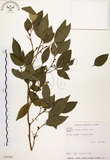 中文名:石苓舅(S034385)學名:Glycosmis citrifolia (Willd.) Lindl.(S034385)英文名:Malay Glycosmis