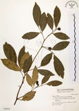 中文名:石苓舅(S036616)學名:Glycosmis citrifolia (Willd.) Lindl.(S036616)英文名:Malay Glycosmis