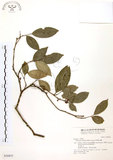中文名:石苓舅(S036855)學名:Glycosmis citrifolia (Willd.) Lindl.(S036855)英文名:Malay Glycosmis