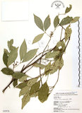 中文名:石苓舅(S043076)學名:Glycosmis citrifolia (Willd.) Lindl.(S043076)英文名:Malay Glycosmis