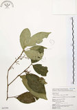 中文名:石苓舅(S043386)學名:Glycosmis citrifolia (Willd.) Lindl.(S043386)英文名:Malay Glycosmis