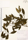 中文名:石苓舅(S063691)學名:Glycosmis citrifolia (Willd.) Lindl.(S063691)英文名:Malay Glycosmis