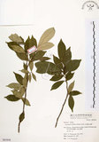 中文名:石苓舅(S063848)學名:Glycosmis citrifolia (Willd.) Lindl.(S063848)英文名:Malay Glycosmis