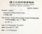 中文名:石苓舅(S064011)學名:Glycosmis citrifolia (Willd.) Lindl.(S064011)英文名:Malay Glycosmis
