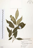 中文名:石苓舅(S064068)學名:Glycosmis citrifolia (Willd.) Lindl.(S064068)英文名:Malay Glycosmis