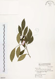 中文名:石苓舅(S064519)學名:Glycosmis citrifolia (Willd.) Lindl.(S064519)英文名:Malay Glycosmis