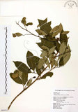 中文名:石苓舅(S065072)學名:Glycosmis citrifolia (Willd.) Lindl.(S065072)英文名:Malay Glycosmis