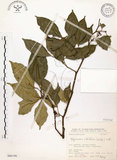 中文名:石苓舅(S066190)學名:Glycosmis citrifolia (Willd.) Lindl.(S066190)英文名:Malay Glycosmis
