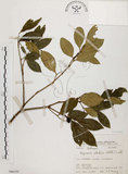 中文名:石苓舅(S066195)學名:Glycosmis citrifolia (Willd.) Lindl.(S066195)英文名:Malay Glycosmis