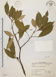 中文名:石苓舅(S066213)學名:Glycosmis citrifolia (Willd.) Lindl.(S066213)英文名:Malay Glycosmis
