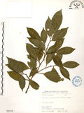 中文名:石苓舅(S066528)學名:Glycosmis citrifolia (Willd.) Lindl.(S066528)英文名:Malay Glycosmis