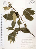 中文名:石苓舅(S070279)學名:Glycosmis citrifolia (Willd.) Lindl.(S070279)英文名:Malay Glycosmis