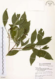 中文名:石苓舅(S079447)學名:Glycosmis citrifolia (Willd.) Lindl.(S079447)英文名:Malay Glycosmis