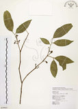 中文名:石苓舅(S079943)學名:Glycosmis citrifolia (Willd.) Lindl.(S079943)英文名:Malay Glycosmis