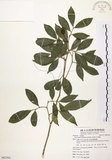 中文名:石苓舅(S082562)學名:Glycosmis citrifolia (Willd.) Lindl.(S082562)英文名:Malay Glycosmis