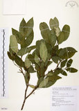 中文名:石苓舅(S087581)學名:Glycosmis citrifolia (Willd.) Lindl.(S087581)英文名:Malay Glycosmis