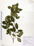 中文名:石苓舅(S089169)學名:Glycosmis citrifolia (Willd.) Lindl.(S089169)英文名:Malay Glycosmis