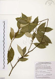 中文名:石苓舅(S090603)學名:Glycosmis citrifolia (Willd.) Lindl.(S090603)英文名:Malay Glycosmis