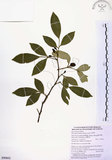 中文名:石苓舅(S090662)學名:Glycosmis citrifolia (Willd.) Lindl.(S090662)英文名:Malay Glycosmis