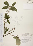 中文名:石苓舅(S091667)學名:Glycosmis citrifolia (Willd.) Lindl.(S091667)英文名:Malay Glycosmis