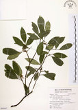 中文名:石苓舅(S095047)學名:Glycosmis citrifolia (Willd.) Lindl.(S095047)英文名:Malay Glycosmis