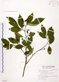 中文名:石苓舅(S100415)學名:Glycosmis citrifolia (Willd.) Lindl.(S100415)英文名:Malay Glycosmis