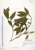 中文名:石苓舅(S114108)學名:Glycosmis citrifolia (Willd.) Lindl.(S114108)英文名:Malay Glycosmis