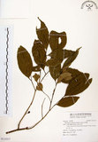 中文名:石苓舅(S115317)學名:Glycosmis citrifolia (Willd.) Lindl.(S115317)英文名:Malay Glycosmis