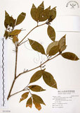 中文名:石苓舅(S115318)學名:Glycosmis citrifolia (Willd.) Lindl.(S115318)英文名:Malay Glycosmis